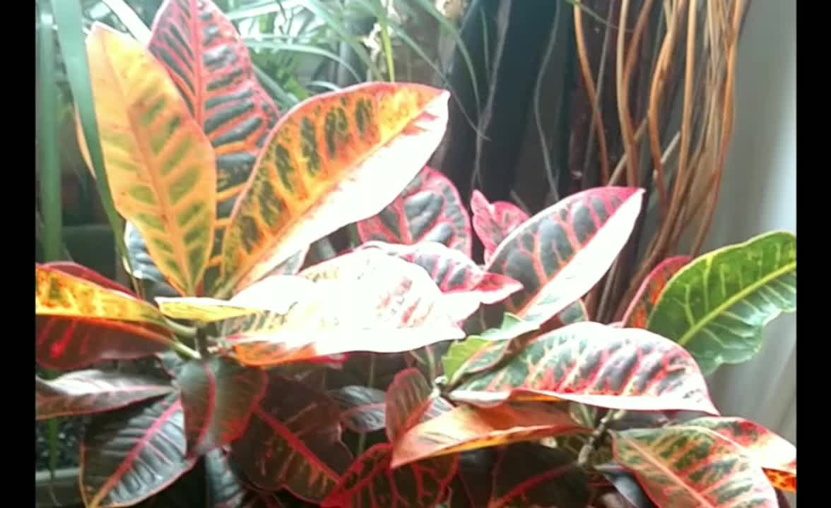 My indoor jungle sanctuary