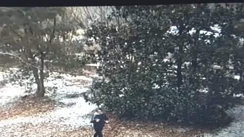 Man vs.Dog Fail...on sheer ICE! Caught on CCTV. Hilarious till the end.