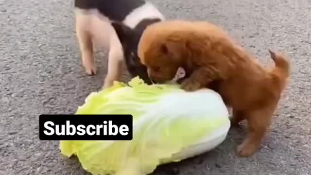 Cute puppy , pig , hen friend video