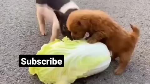 Cute puppy , pig , hen friend video