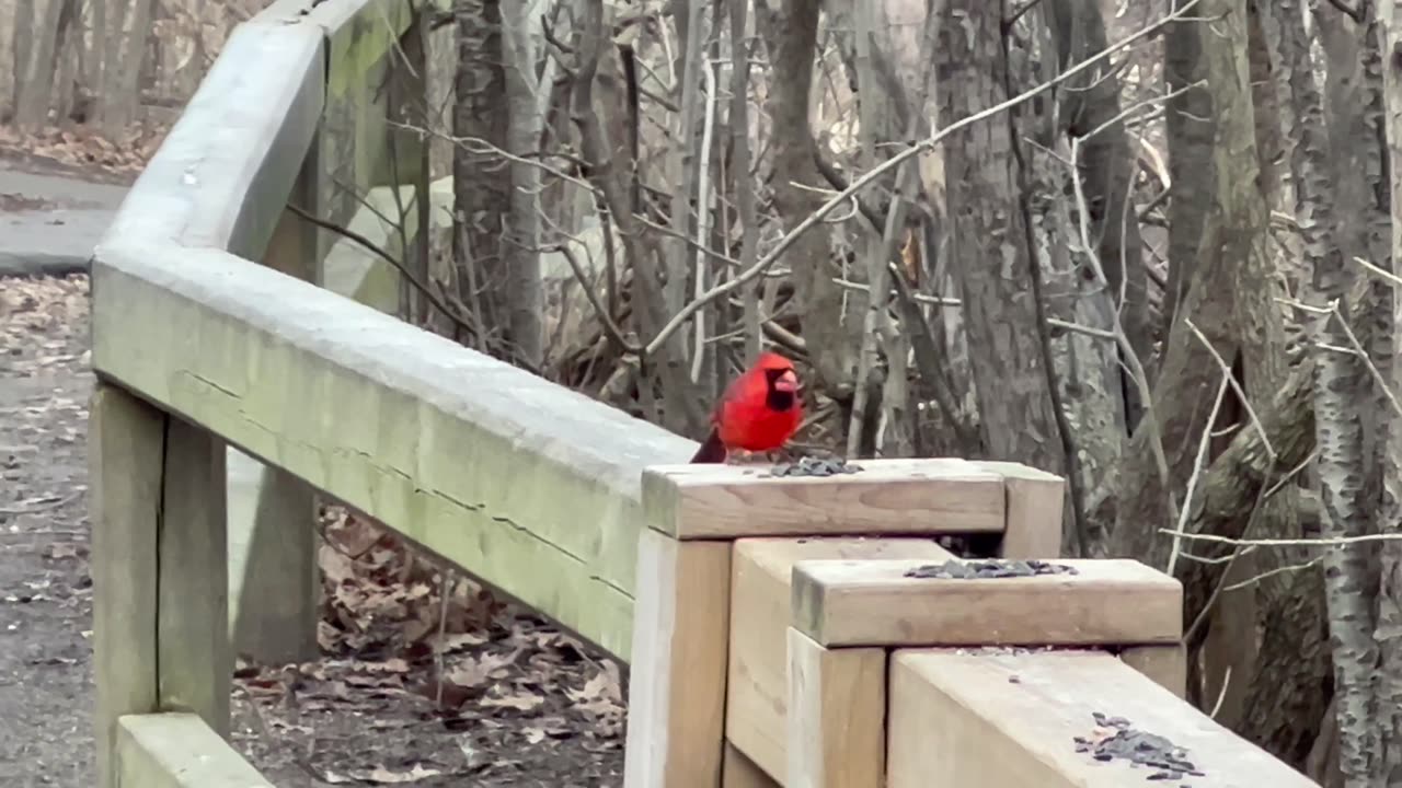 Collection of February 1st visit to James Gardens Toronto