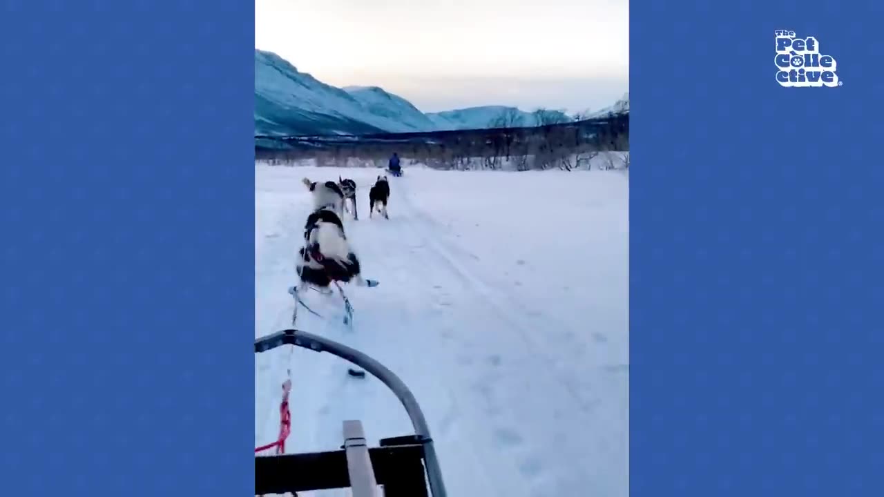 Best Funny Animal Compilation#funny animal