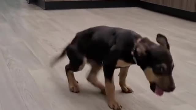 Very excited little dog....try not to laugh