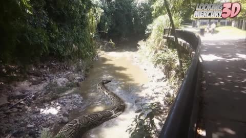 Titanoboa in the Park