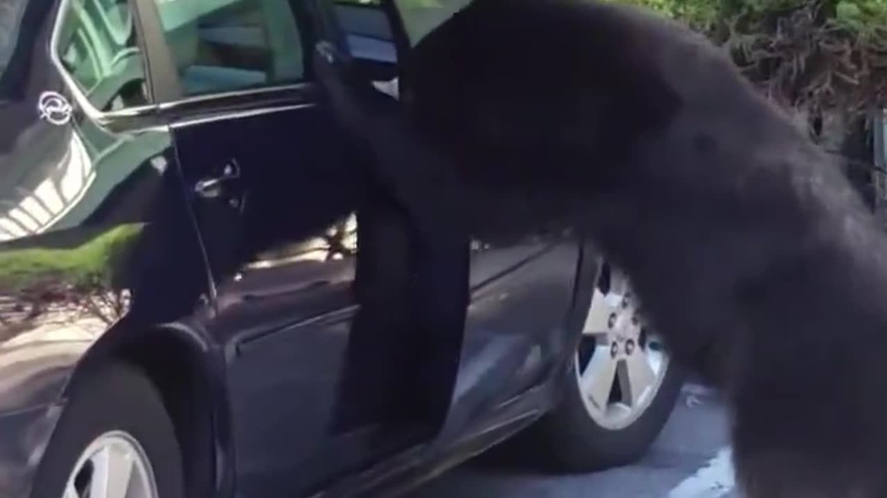 Black bear opens car door hops in and starts 😝honking the horn