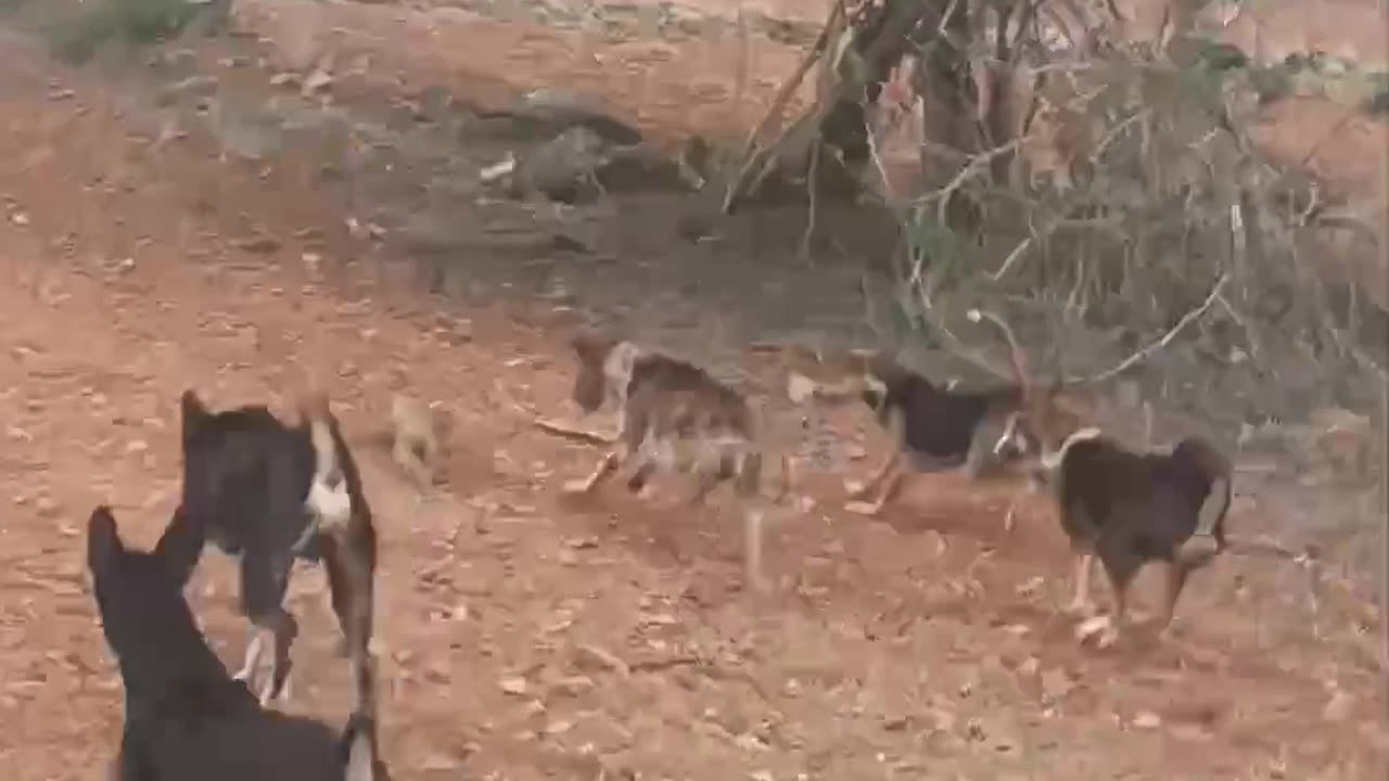 Most violent Dog hunting video