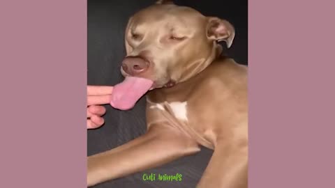 funny dogs and cats🐶😺🥰🤣