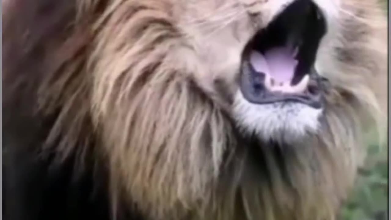 Lion Roar