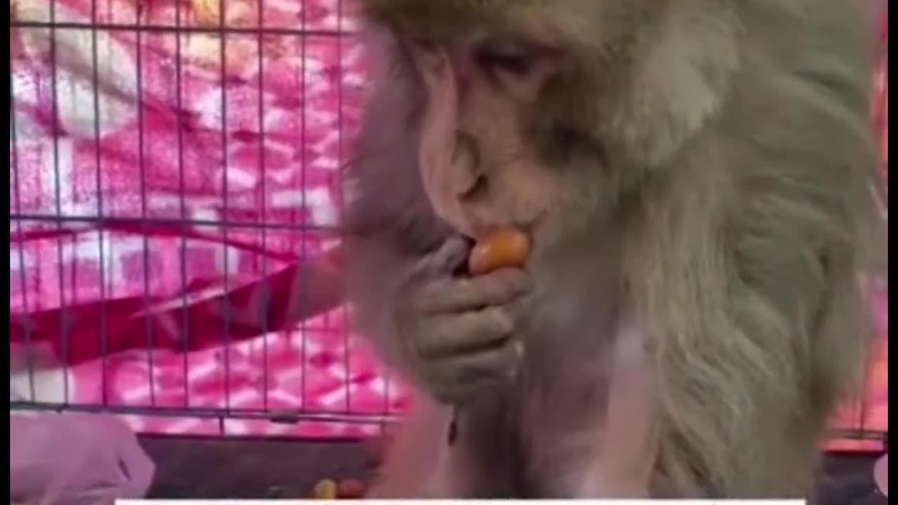 Monkey rescue by a helping person