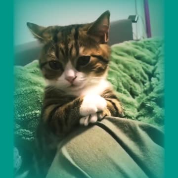 Meeaaaaon Meeeaaaaoon 1