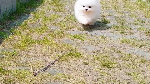 Happy Puppy White Pomeranian