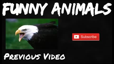 TOP 10 Funny moments with animals