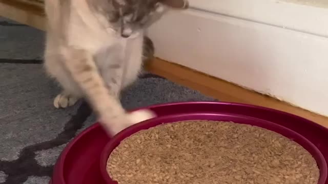 Cat playing ball | funny cat videos