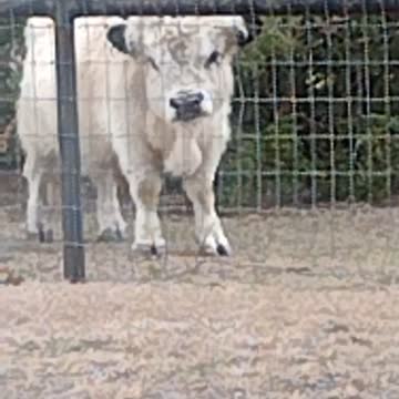 Mini bull. I don't know?