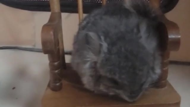 THIS VIDEO WILL MAKE YOU SMILE 😃 #shorts #animals #chinchilla #pets #funny #exoticpets #rodents (1)