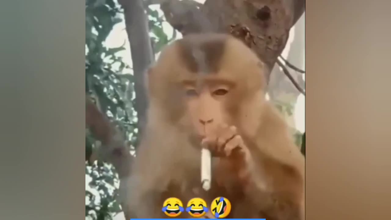 Monkey smoking