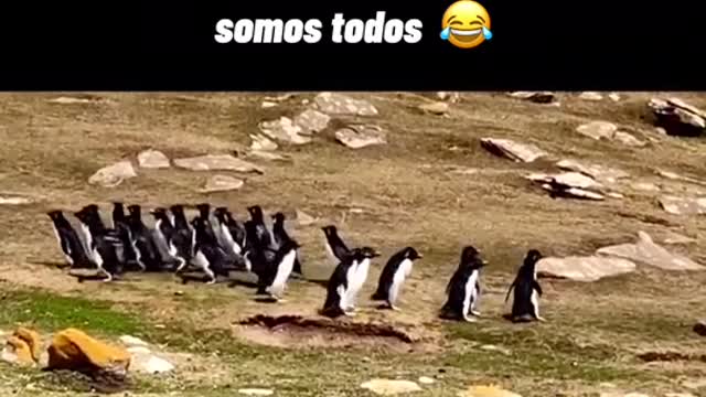 Penguins union I União dos pinguins