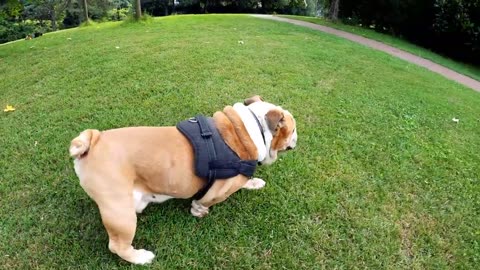 Cute puppy dog compilation