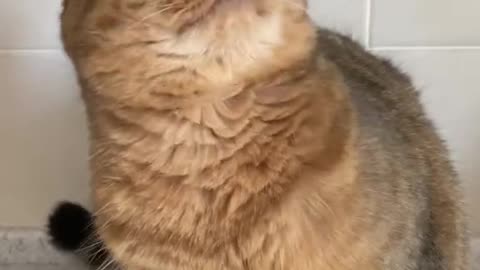Byby cat #7