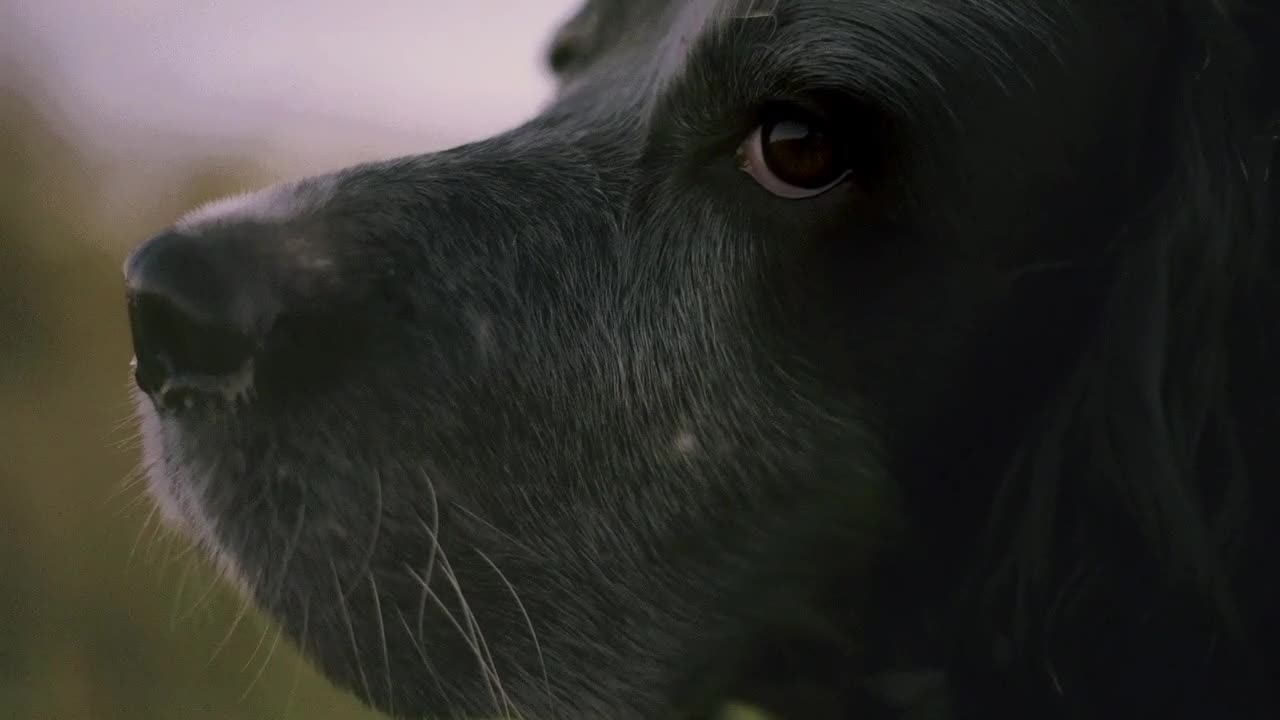 Dog Beautiful looking style.