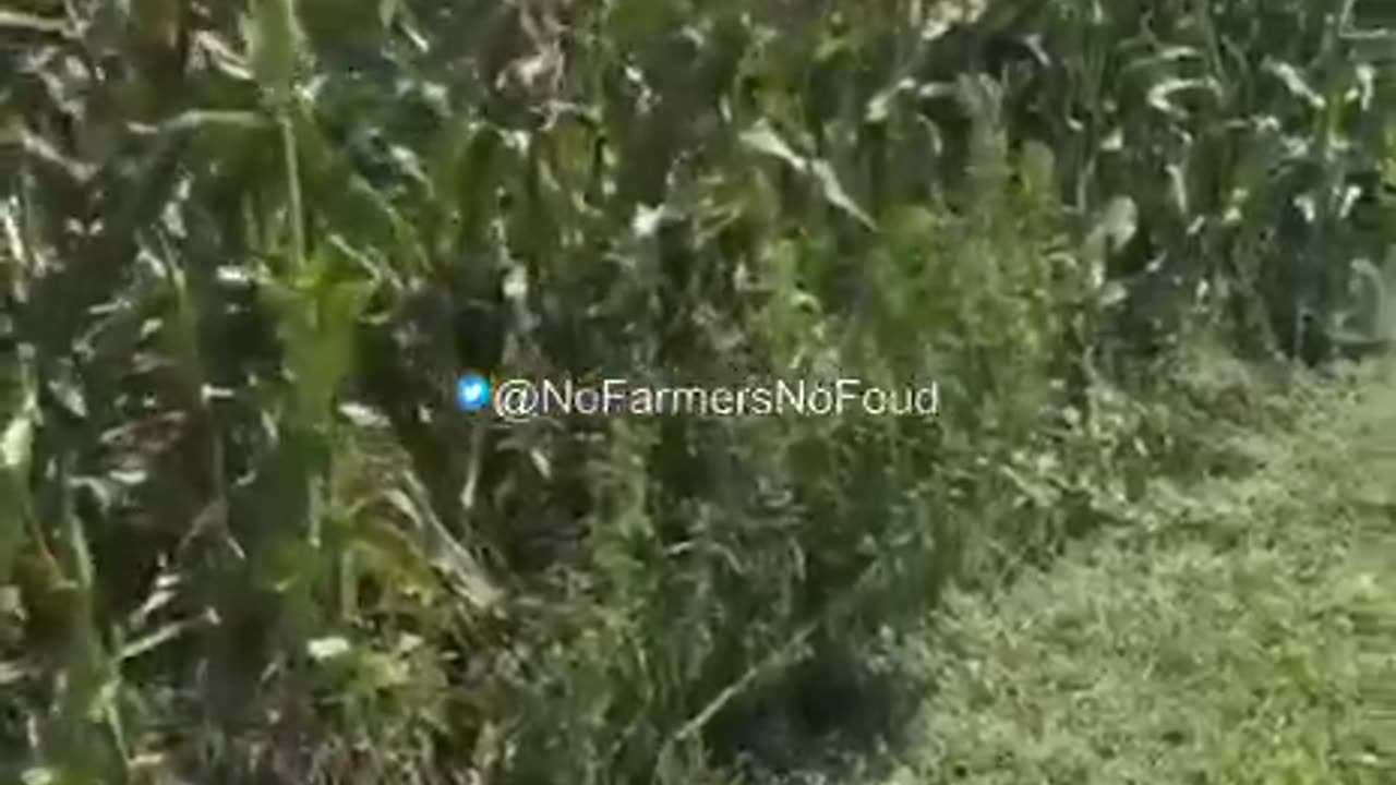 Farmer Sounds the Alarm on Seeds