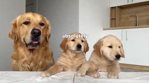 Dog Dad Reviews Food with His Puppies