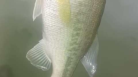 Largemouth bass