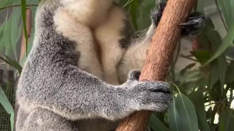 Koalas Just Became Less Cute