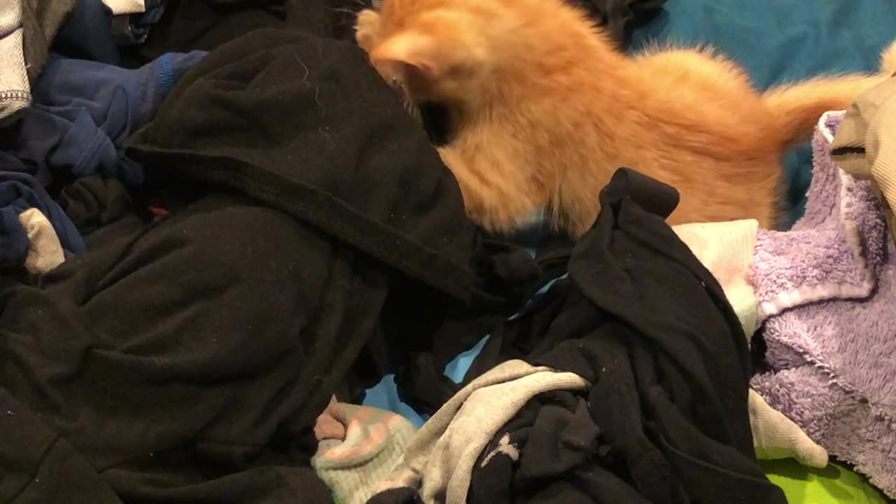 Simba, are you folding my laundry? NOOO don't EAT it!!