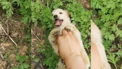 pet funny video on grass with me .. funny time 😍