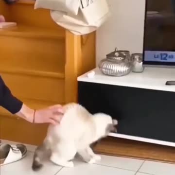 Animal funny videos | animal comedy videos #dog #cat #funny video