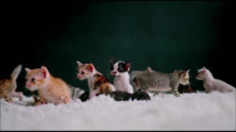 The best cat videos for you to enjoy.