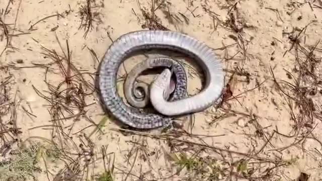 Best Funny Snake 🐍 Video