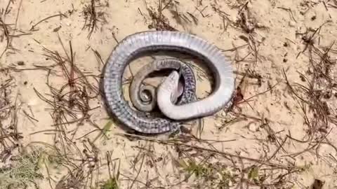 Best Funny Snake 🐍 Video