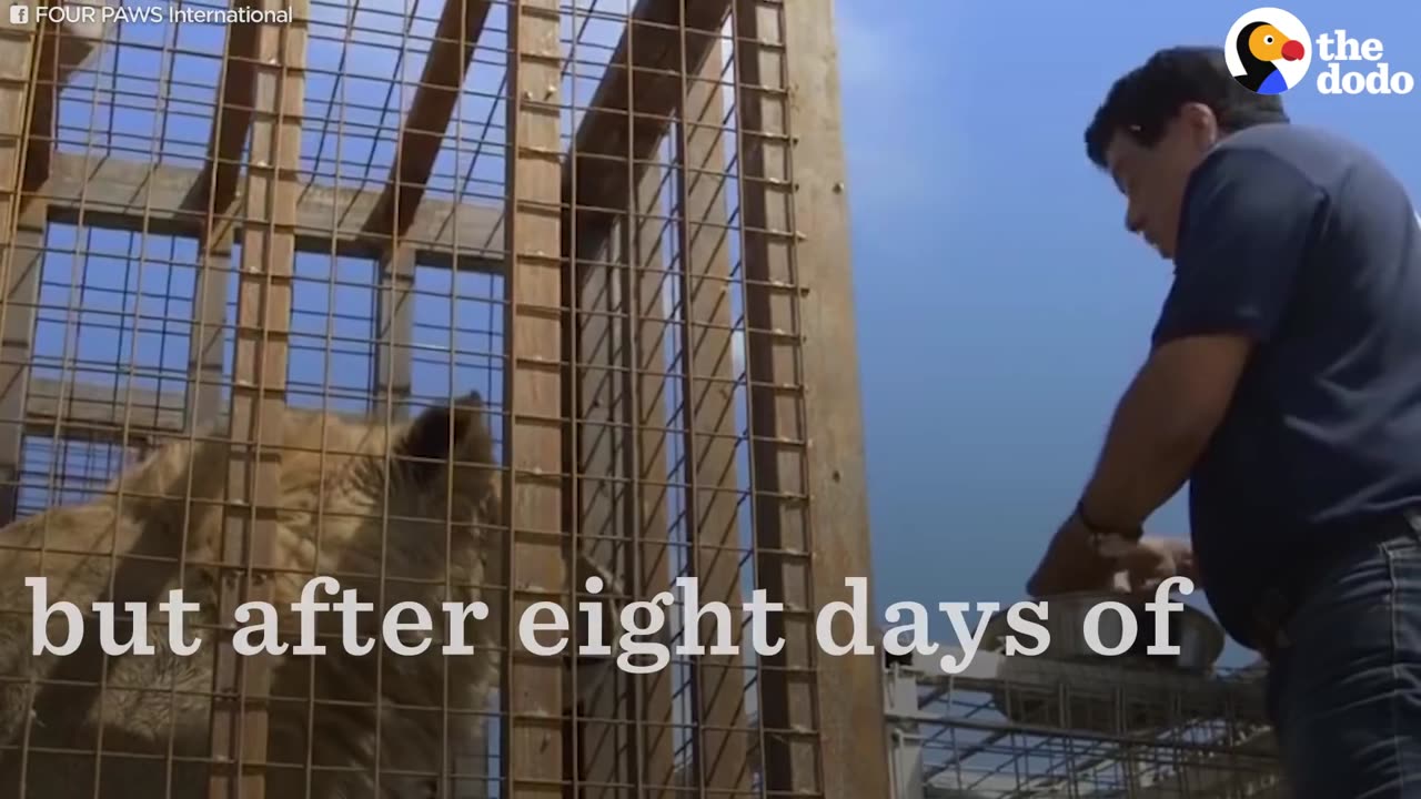 Bear And Lion Rescued From Iraq Zoo | The Dodo