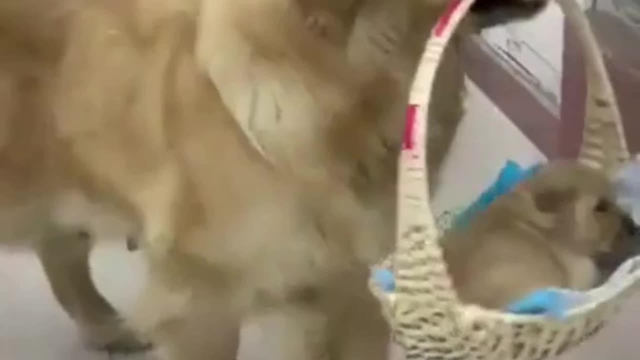funny video-funny dogs