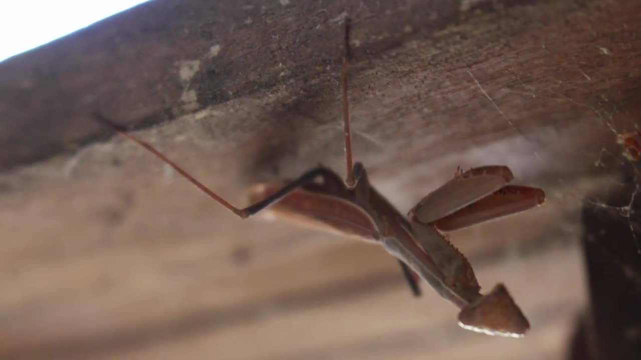 Mantis Hanging Out on Porch - Shifting Focus