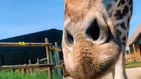 Cute Giraffe