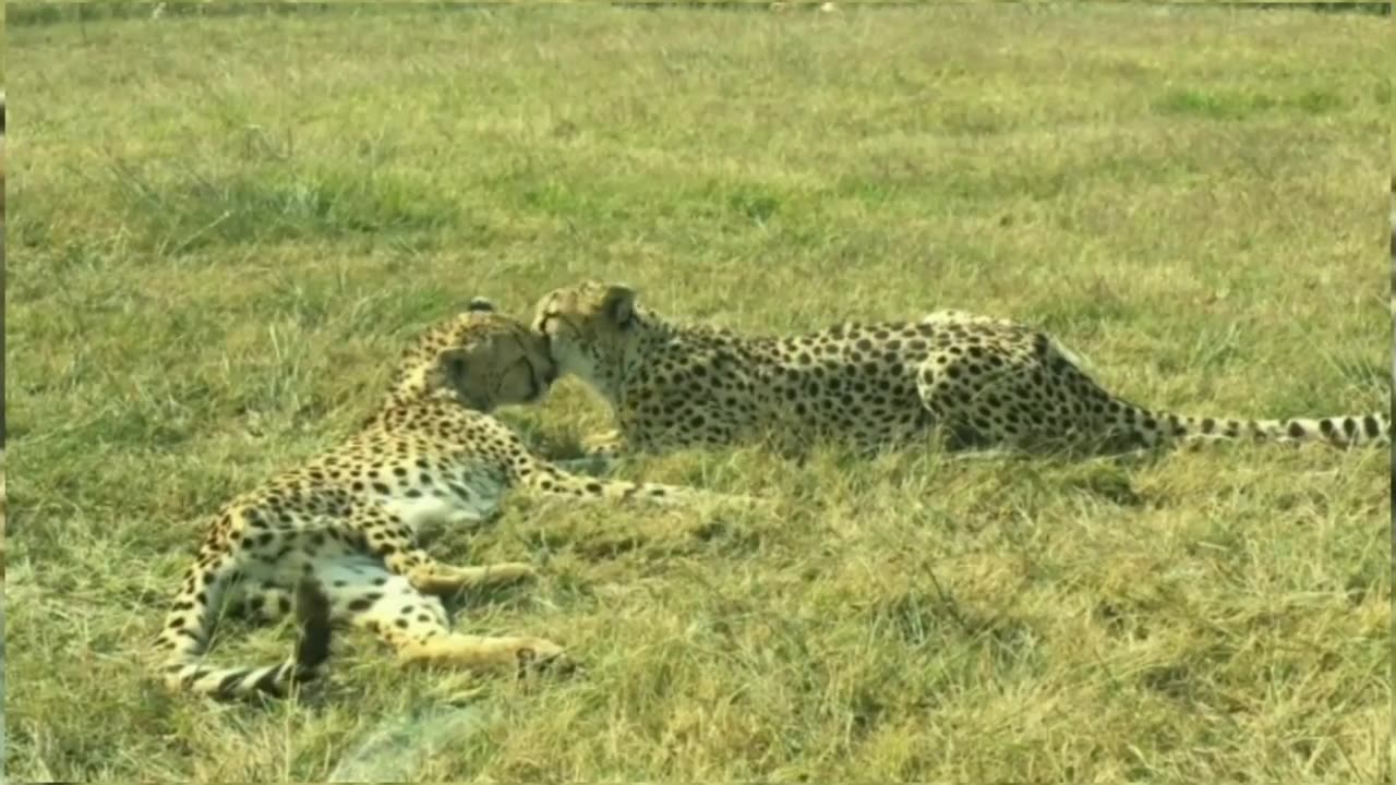 Animalus vidio fany vlogs