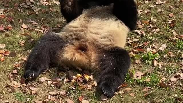 We eat bamboo shoots every day