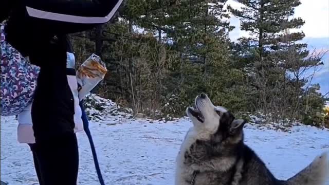 My Alaskan Malamute is a total foodie
