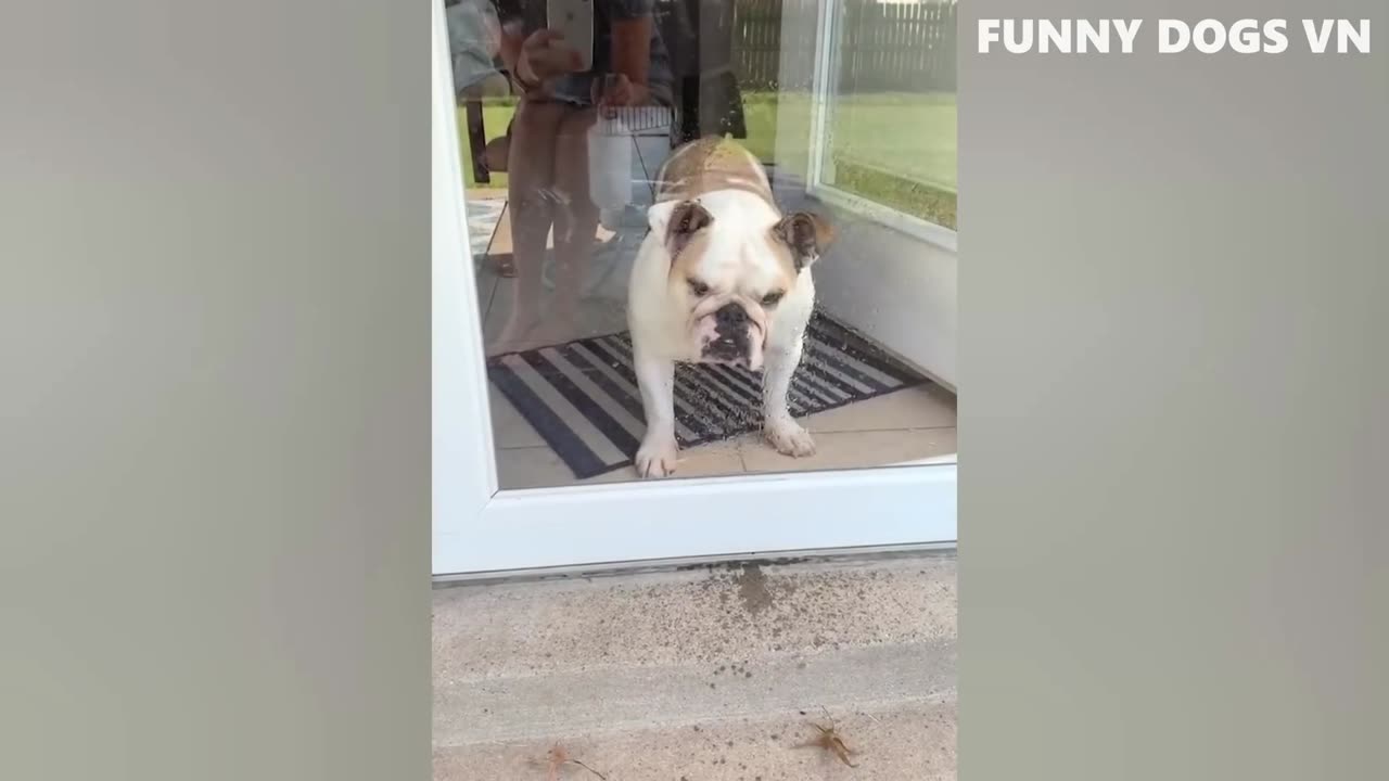 Funniest Animals Videos _ funny cats and dogs 🤣😂😅🦮