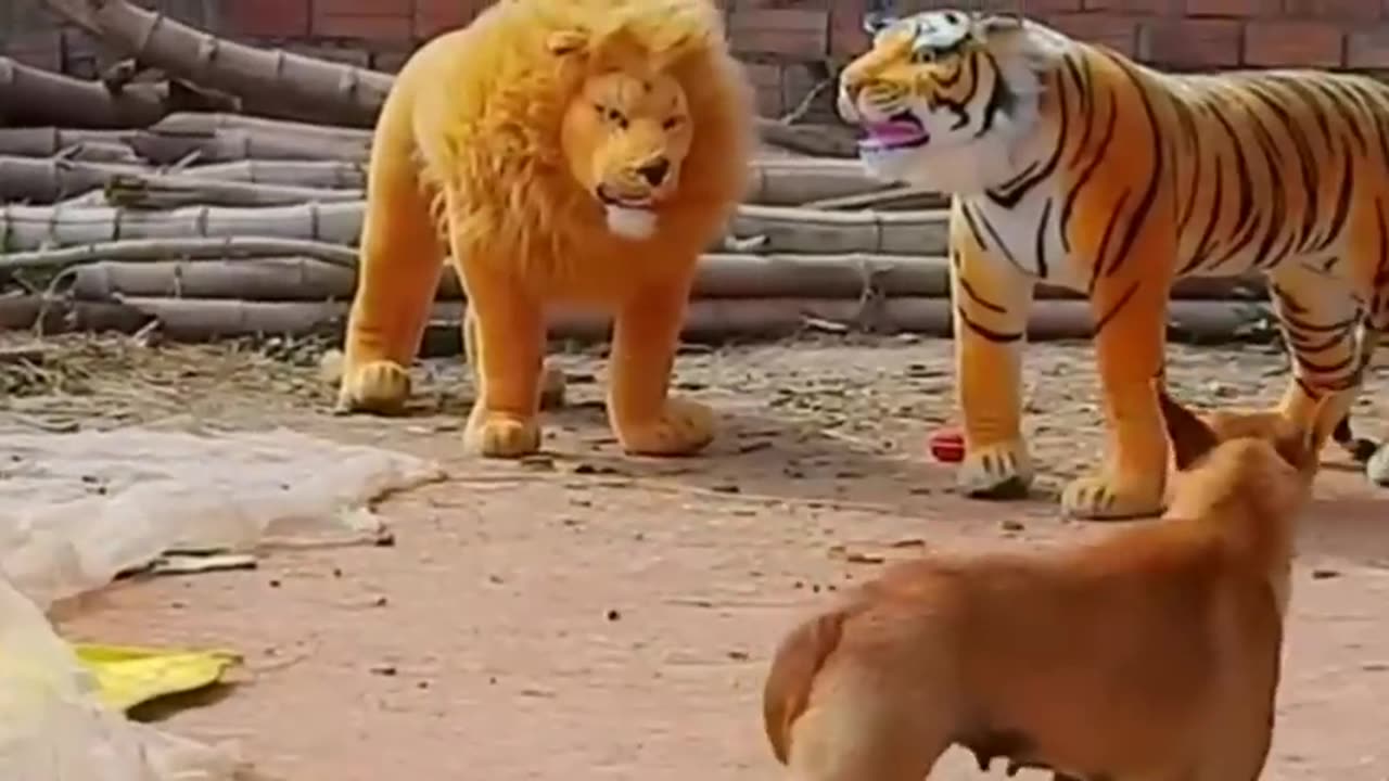 Funny Animal video