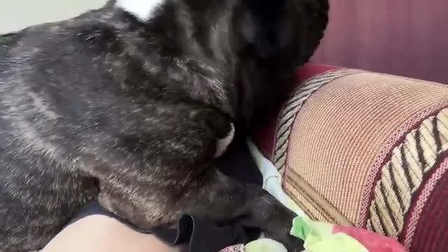 First a hug, then a walk | French Bulldog
