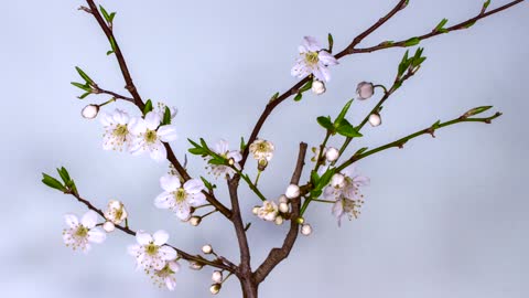 plum blossoms and flowers