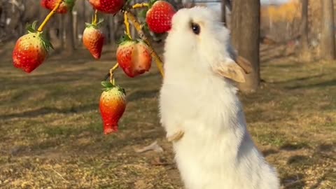 Cute Rabbit kid eating strawberry