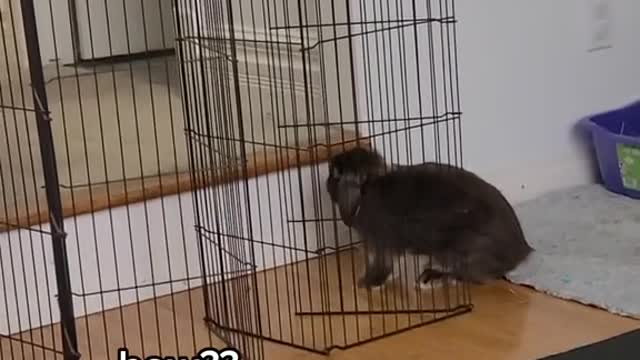 Don't ever underestimate a rabbit