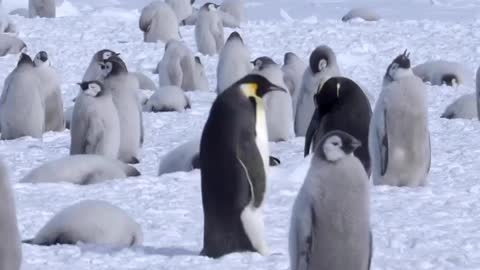 Where is my baby Parents could recognise the sound of their own chicks. 🐧🔊