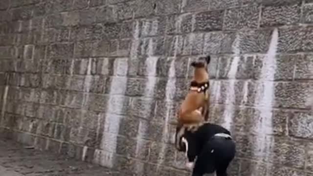 Animals never fail to make us laugh Super funny animal compilation, 🐶Confuse Behavior #12