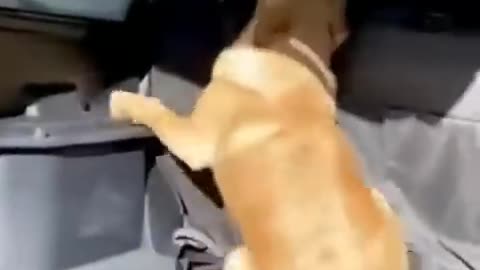 Funny Animal Video Dog